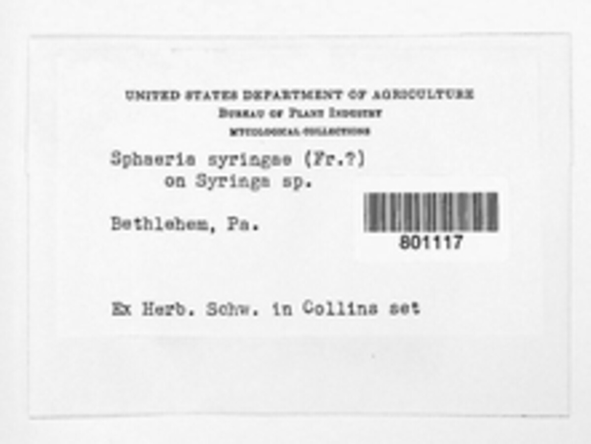 Otthia spiraeae image